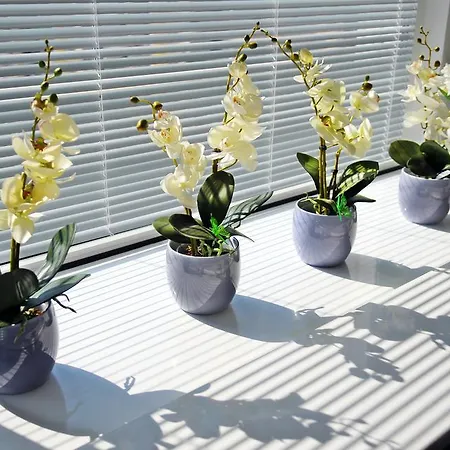 아파트 Luna 코워브제크